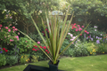 Live Dragon Tree Plant, 1 Foot Tall, Indoor Houseplant, Dracaena Marginata, Tropical Foliage, Upright Growth