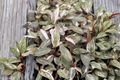 Philodendron Pink Princess Live Plant – Rare Pink Variegated Tropical Houseplant in 2-Inch Pot