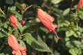 Madagascar Hibiscus Live Plant Starter 3–5 Inch Rooted Hibiscus moscheutos Ornamental Flowering Perennial