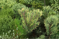 Chameleon Mugo Pine Live Plant 12 Inch Compact Evergreen Conifer in 1-Gallon Pot – Seasonal Color Changing Needles