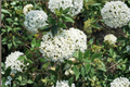 Burkwood Viburnum Live Plant – 1 Gallon Pot, Fragrant White Spring Blooms, Ornamental Shrub for Garden Landscape, Viburnum × burkwoodii