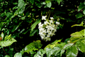 Snow Queen Oakleaf Hydrangea Live Plants – 2 Rooted Starters in 1 Qt Pots, White Flowers, Hydrangea quercifolia Shrubs