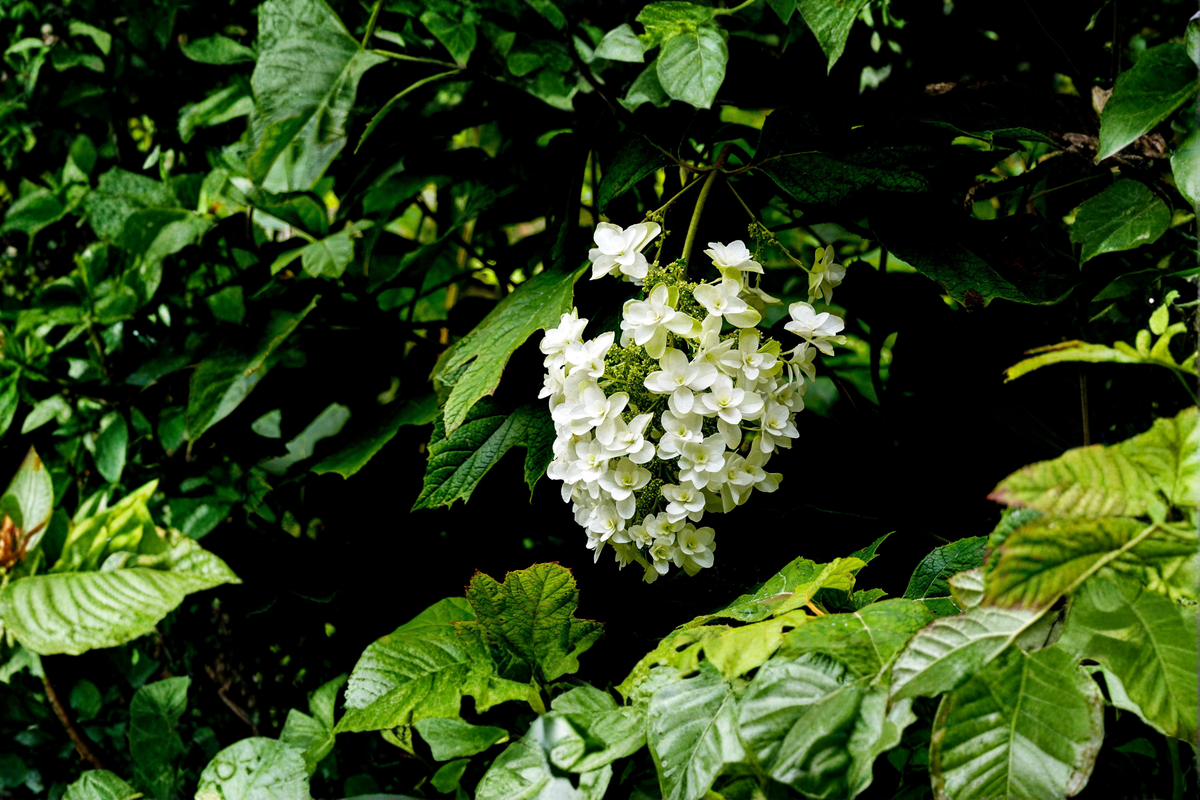 Snow Queen Oakleaf Hydrangea Live Plants – 2 Rooted Starters in 1 Qt Pots, White Flowers, Hydrangea quercifolia Shrubs
