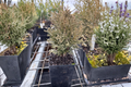 Tiny Tim Arborvitae Live Plant Quart Pot – Dwarf Evergreen Shrub for Small Gardens & Landscape, Thuja occidentalis