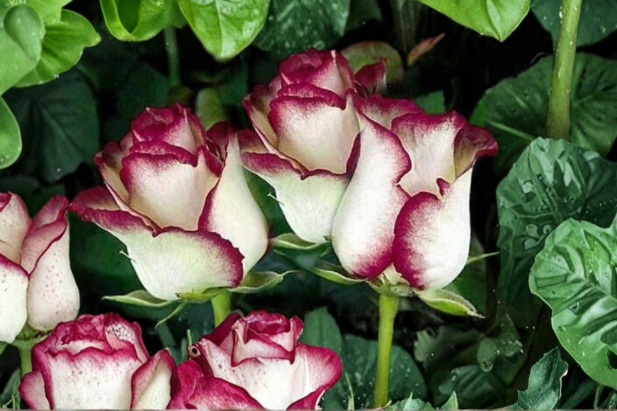 English Monroe Pink Rose Seeds – Rare Aromatic Rose Flower Seeds for Garden, Outdoor, Landscape, 10 Seeds