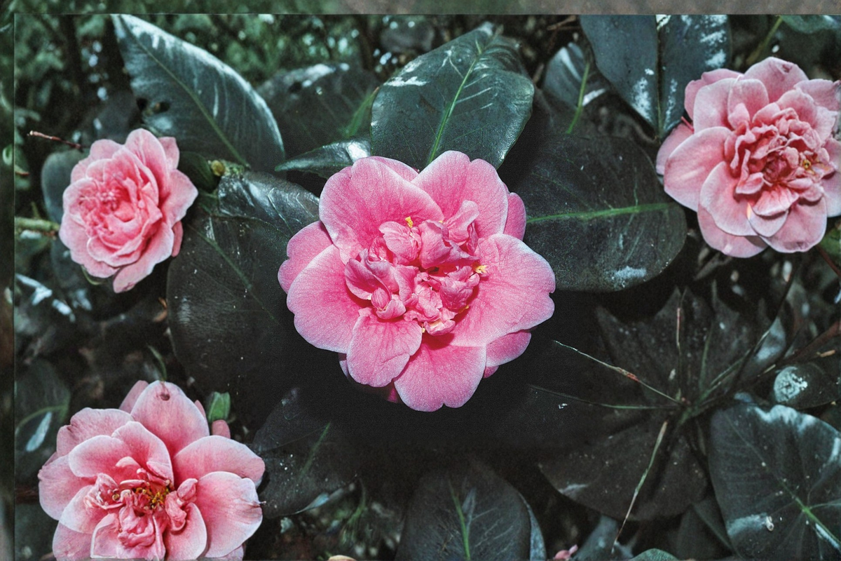 Japanese Camellia ‘Tama Bambino’ 1 Gallon Live Plant – Pink Compact Evergreen Shrub for Garden & Containers