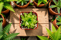 Haworthia retusa var. geraldii Live Succulent – 2-Inch Pot, Translucent Leaf Tips, Indoor Plant, Easy Care, Rosette Foliage