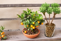 Owari Satsuma Mandarin Tree Live Plant 3 Gallon Citrus Fruit Tree Easy Peel Edible Garden