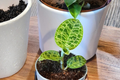 Macodes Petola Jewel Orchid Live Plant - Rare Lightning Orchid Indoor Houseplant, Velvet Green Leaves with Gold Veins