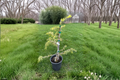Klondike Deodar Cedar Live Plant 12 Inches - Golden Foliage Evergreen Conifer Cedrus deodara Garden Tree