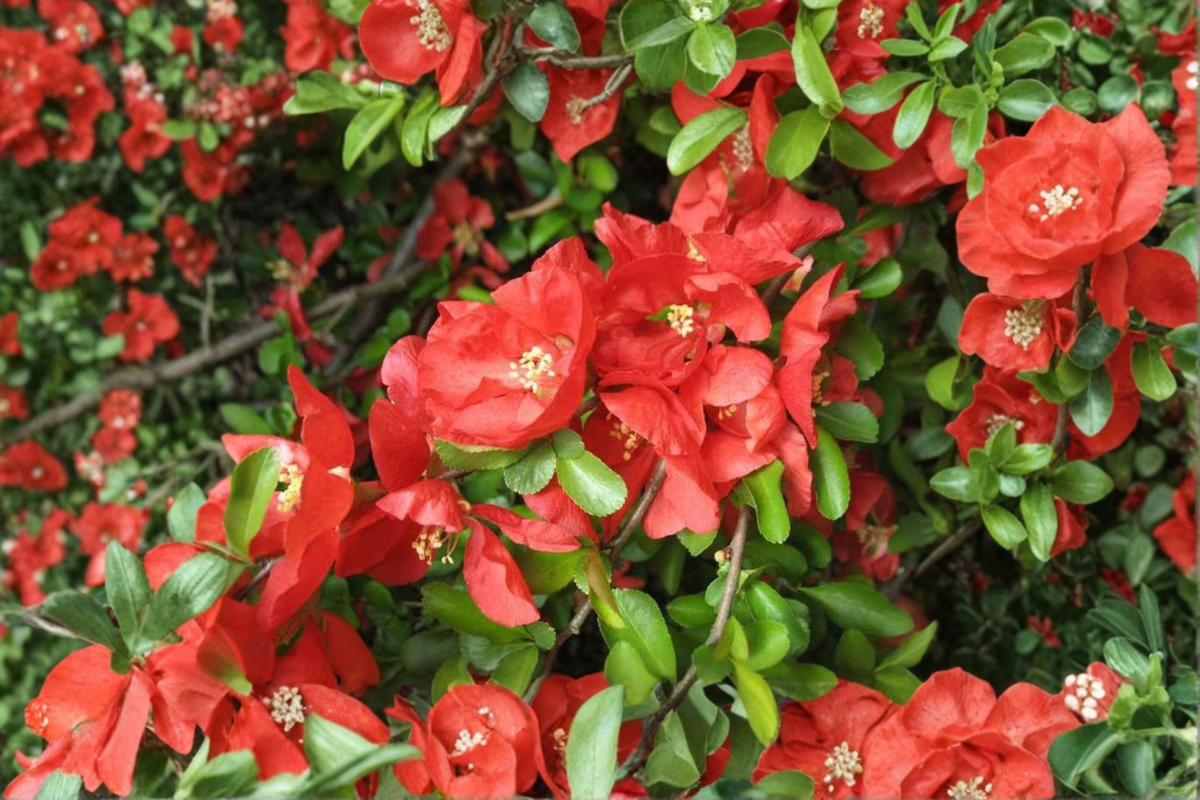 Texas Scarlet Flowering Quince Live Plant, 2-Gallon Pot, Red Spring Blooms, Hardy Shrub, Chaenomeles × superba