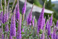 Liatris spicata 'Floristan Violet' Live Perennial Plugs – 4 Pack, Purple Flowering, Pollinator-Friendly, Native Garden Plant