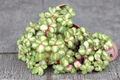 Variegated Elephant Bush Plant | 4-Inch Pot | Green & Cream Variegation | Portulacaria Afra Succulent Indoor Outdoor Safe