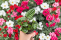 Peperomia Ecuador Live Plant, 4-Inch Rooted Houseplant, Rare Tropical Indoor Plant, Easy Care, Compact Foliage, Gift Decor