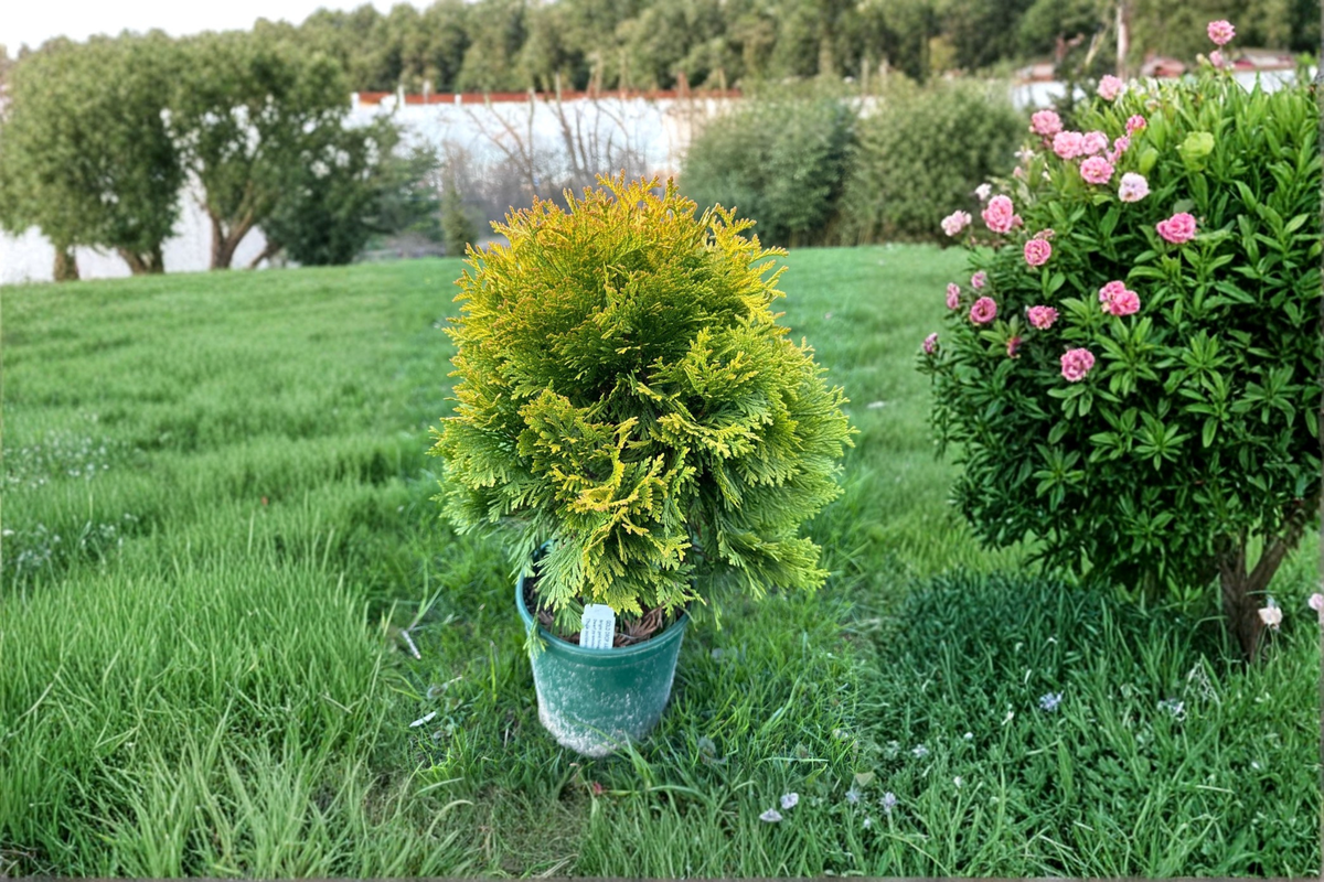 Gold Drop Arborvitae Live Plant 1 Gallon Pot – Thuja occidentalis Dwarf Evergreen Shrub with Golden Foliage