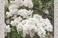 Betsy Ross Lilac Live Plant 1 Gallon Syringa × oblata Fragrant White Flowering Shrub Garden Plant