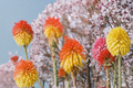 Solar Flare Red Hot Poker Live Plants – 3 Rooted Starters in 1 Qt Pots, Kniphofia Perennial Flower for Garden Borders and Landscape