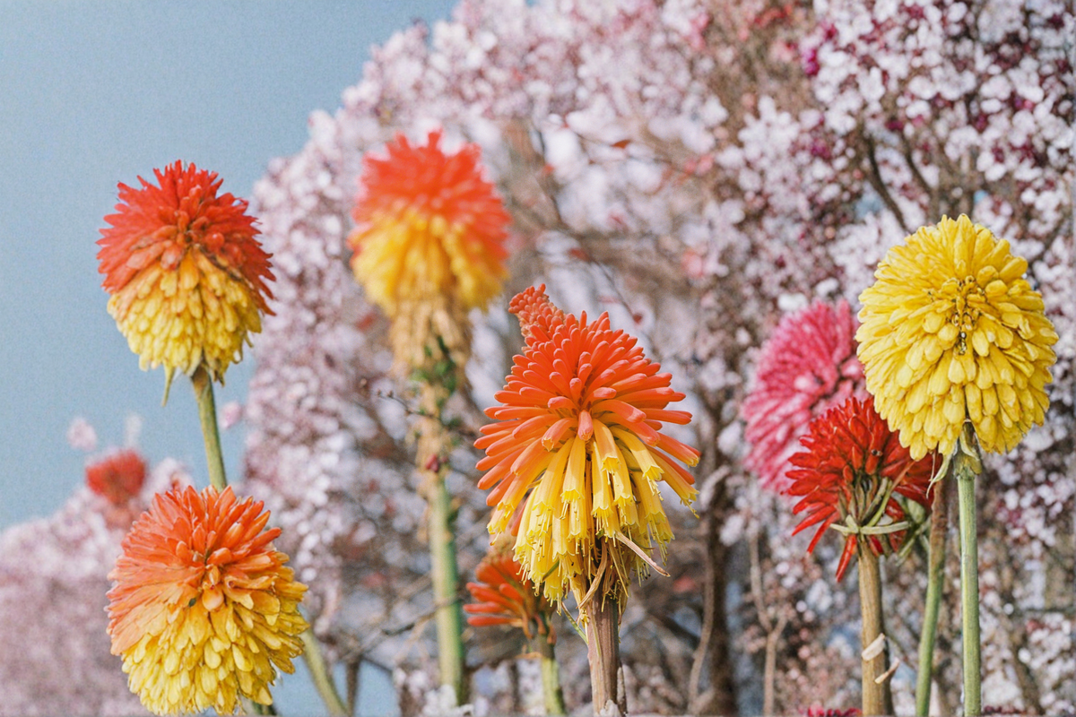 Solar Flare Red Hot Poker Live Plants – 3 Rooted Starters in 1 Qt Pots, Kniphofia Perennial Flower for Garden Borders and Landscape