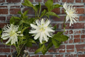 Snowpop™ Passion Flower Live Plant Climbing Vine with White Flowers Passiflora incarnata Garden Trellis Landscape