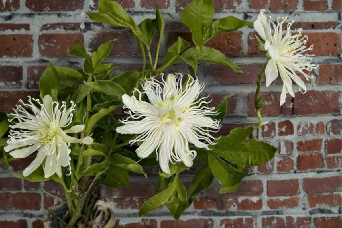 Snowpop™ Passion Flower Live Plant Climbing Vine with White Flowers Passiflora incarnata Garden Trellis Landscape