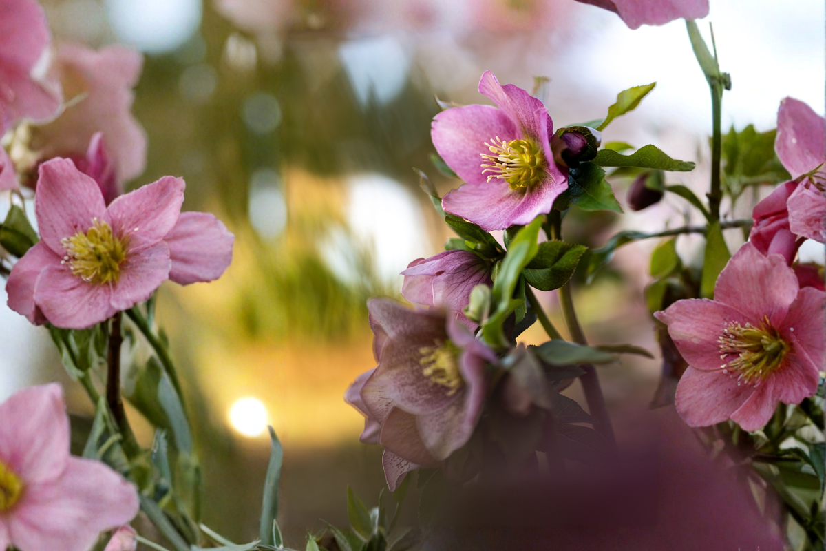 15 Live Lenten Rose Starter Plants – Helleborus spp. Perennial Shade Garden Plants, 2–3 Inches Tall