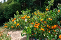 Live Kimbrough Satsuma Mandarin Tree - Semi Dwarf Citrus Fruit Tree for Patio & Garden