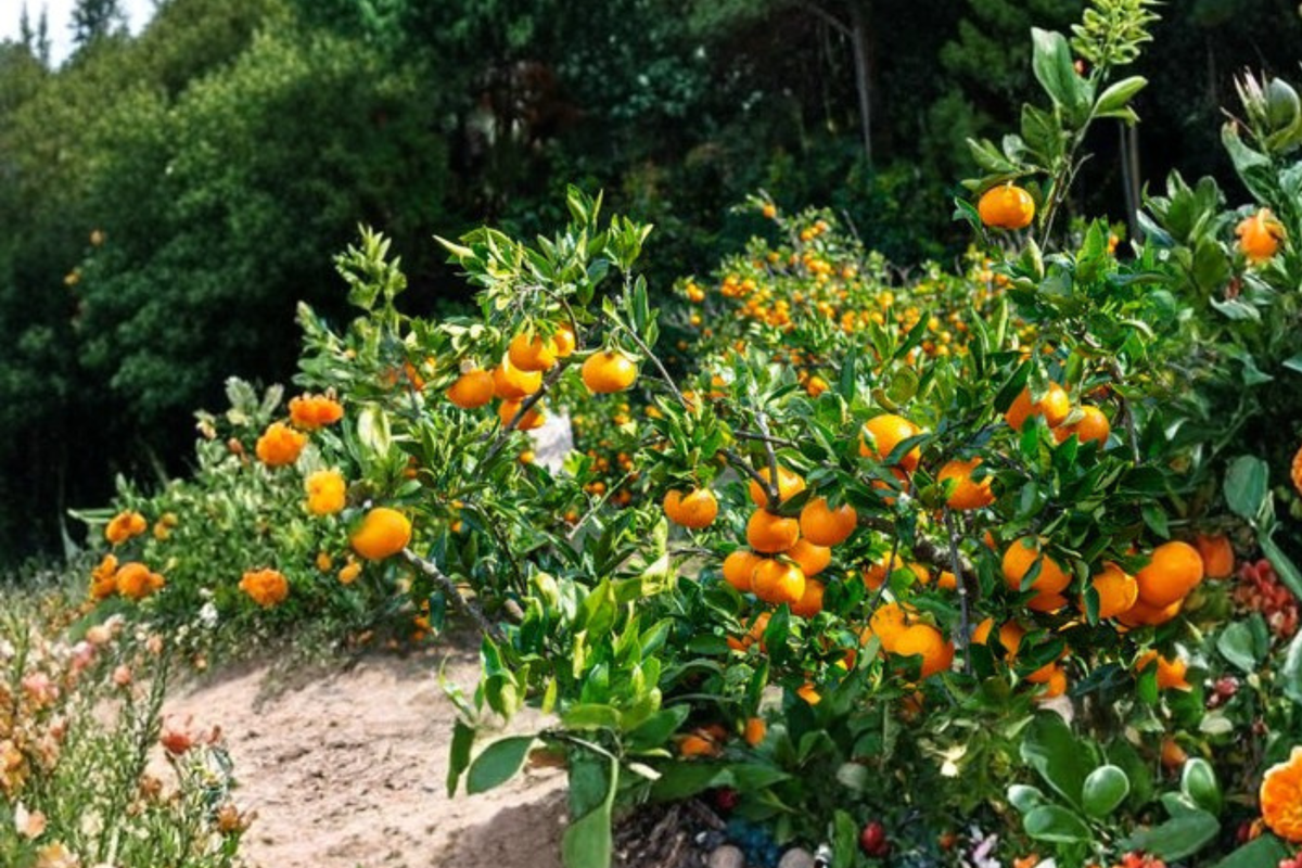 Live Kimbrough Satsuma Mandarin Tree - Semi Dwarf Citrus Fruit Tree for Patio & Garden