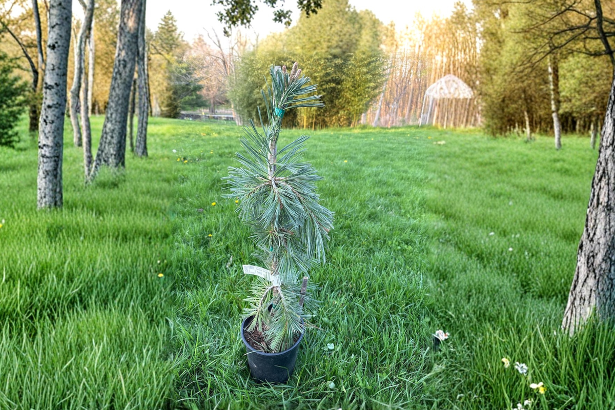 Weeping Southwestern White Pine ‘Pendula’ 12-Inch Live Evergreen Plant – Pinus strobiformis in 1-Gallon Pot