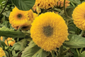 Teddy Bear Sunflower Seeds – Double Bloom Ornamental Helianthus annuus for Outdoor Gardens, 20 Seeds
