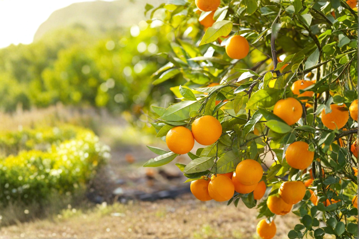 Grafted Valencia Orange Tree 3 Gallon Citrus Fruit Tree for Patio Garden, Citrus sinensis