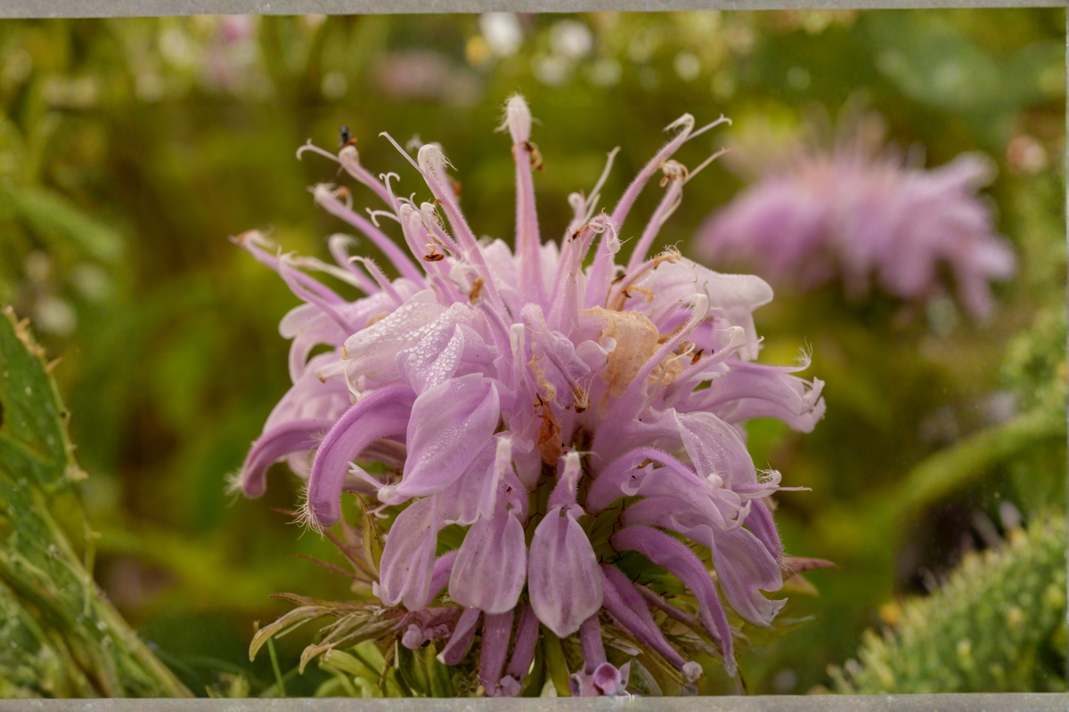 Wild Bergamot Live Plants 3 Rooted Starters in 1 Qt Pots | Monarda Fistulosa Native Perennial Flower Garden Plant