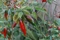 Black Naga Twister Pepper Plants – 75+ Days Old, Edible & Ornamental, Dark Foliage, Capsicum chinense, Live Starter Plants