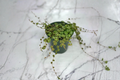 String of Turtles Houseplant - Trailing Peperomia prostrata Rooted Starter in 3 or 4.5-inch Pot