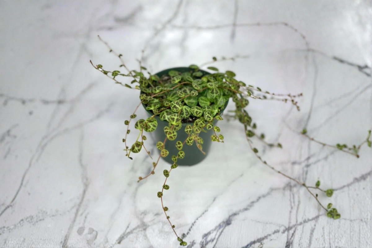 String of Turtles Houseplant - Trailing Peperomia prostrata Rooted Starter in 3 or 4.5-inch Pot