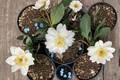 Cold Hardy Camellia ‘Snow Flurry’ 1 Gallon Live Plant – White Hybrid Evergreen Shrub for Zone 6 Gardens