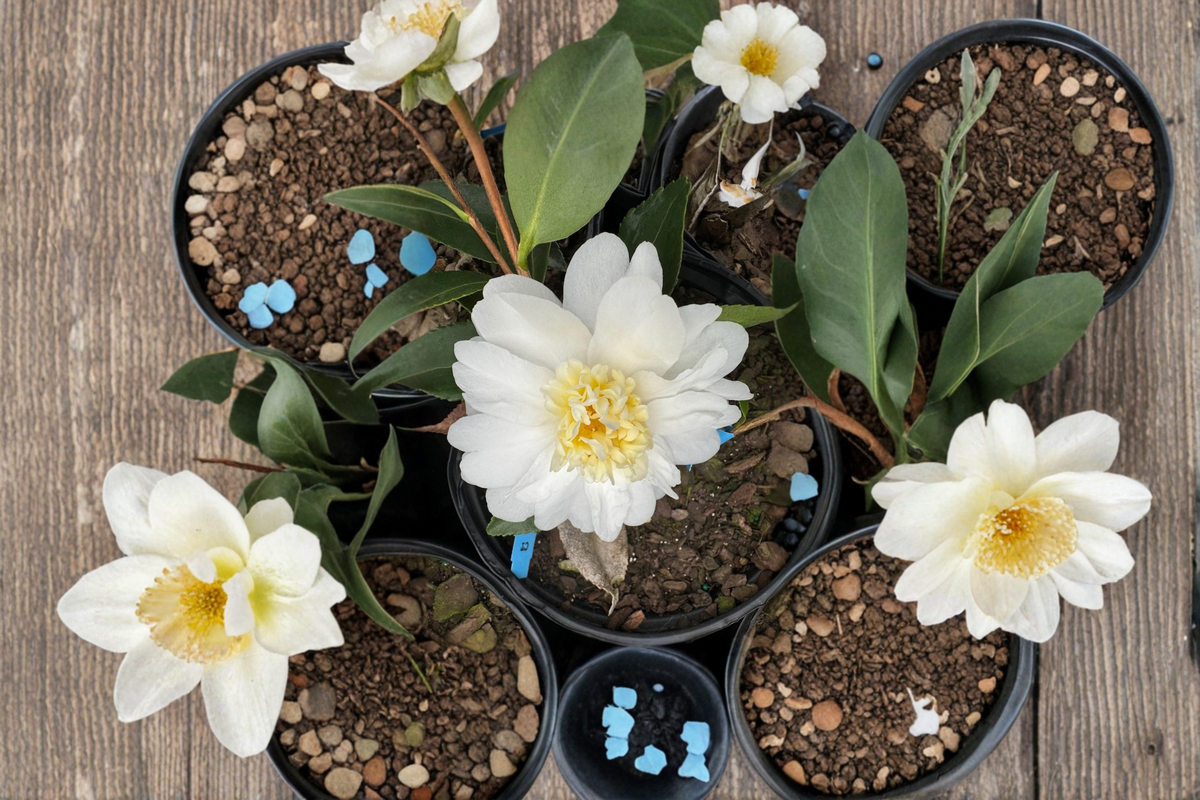 Cold Hardy Camellia ‘Snow Flurry’ 1 Gallon Live Plant – White Hybrid Evergreen Shrub for Zone 6 Gardens