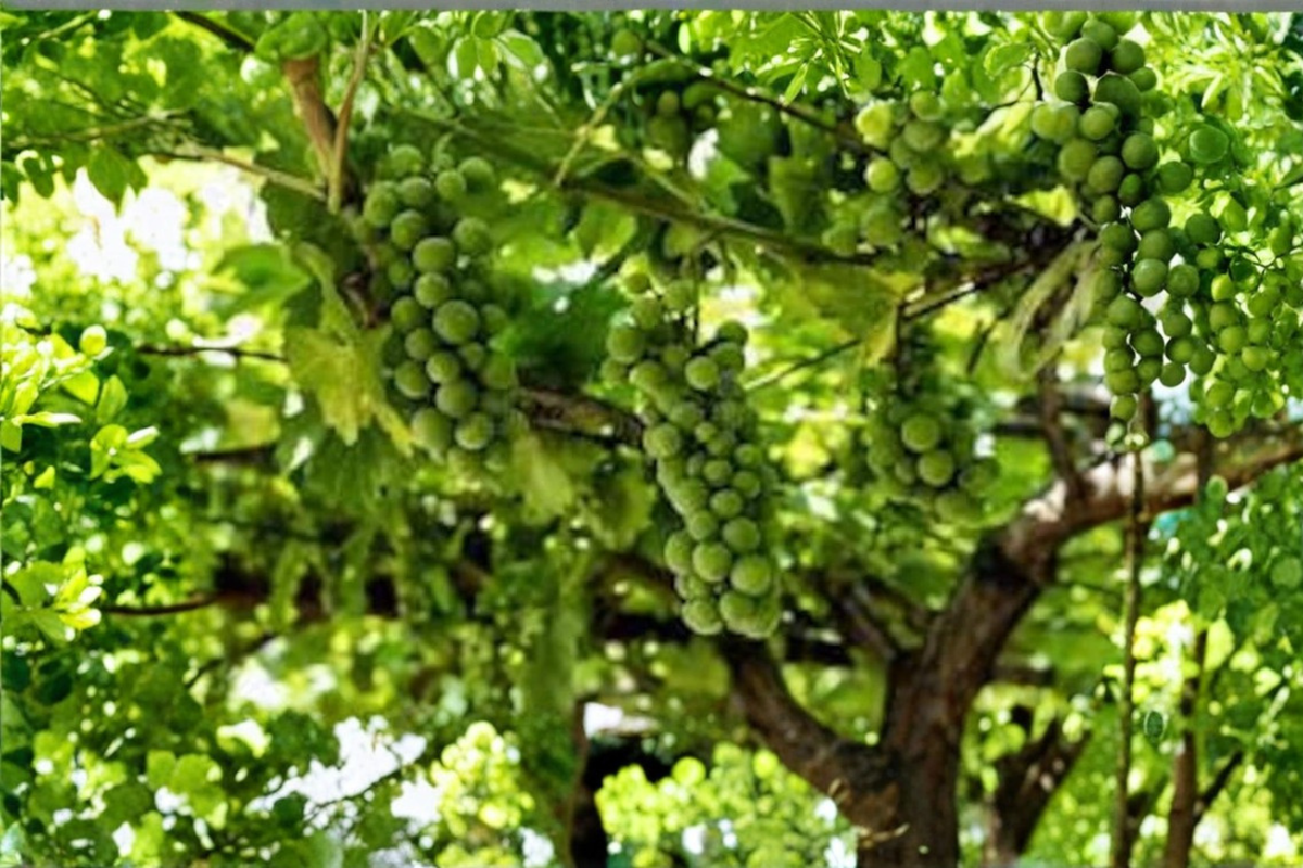 Monastery Muscat Grape Vine Live Plant, White Seedless Fruit, Vitis vinifera, Climbing Vine for Garden Trellis & Orchard