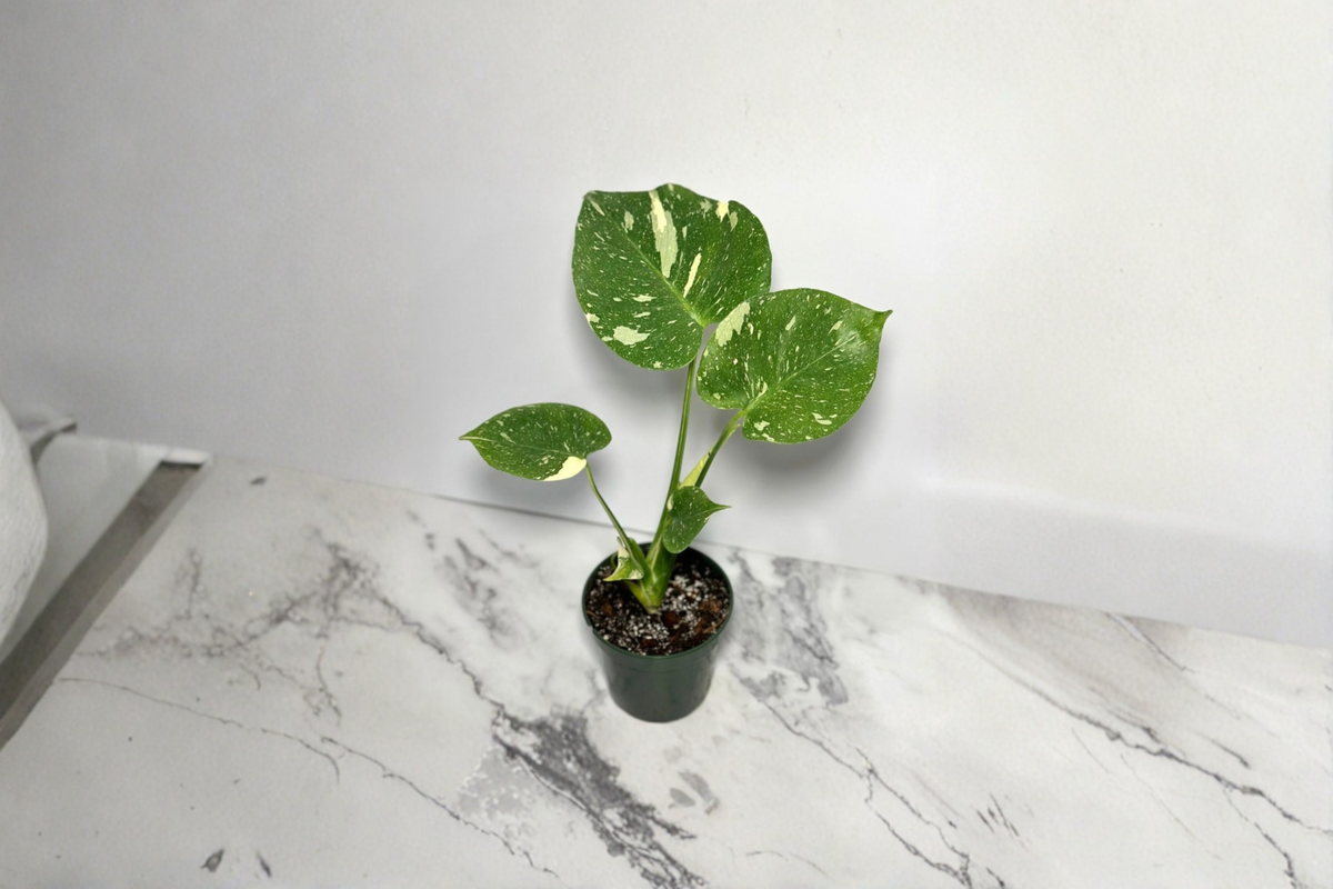 Monstera Thai Constellation Live Plant - 4 Inch Rooted Variegated Indoor Houseplant, Tropical Climber, Cream Marbled Foliage