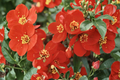 Crimson and Gold Flowering Quince Live Plant | 2-Gallon Pot | Red & Yellow Blooms | Chaenomeles × superba Shrub