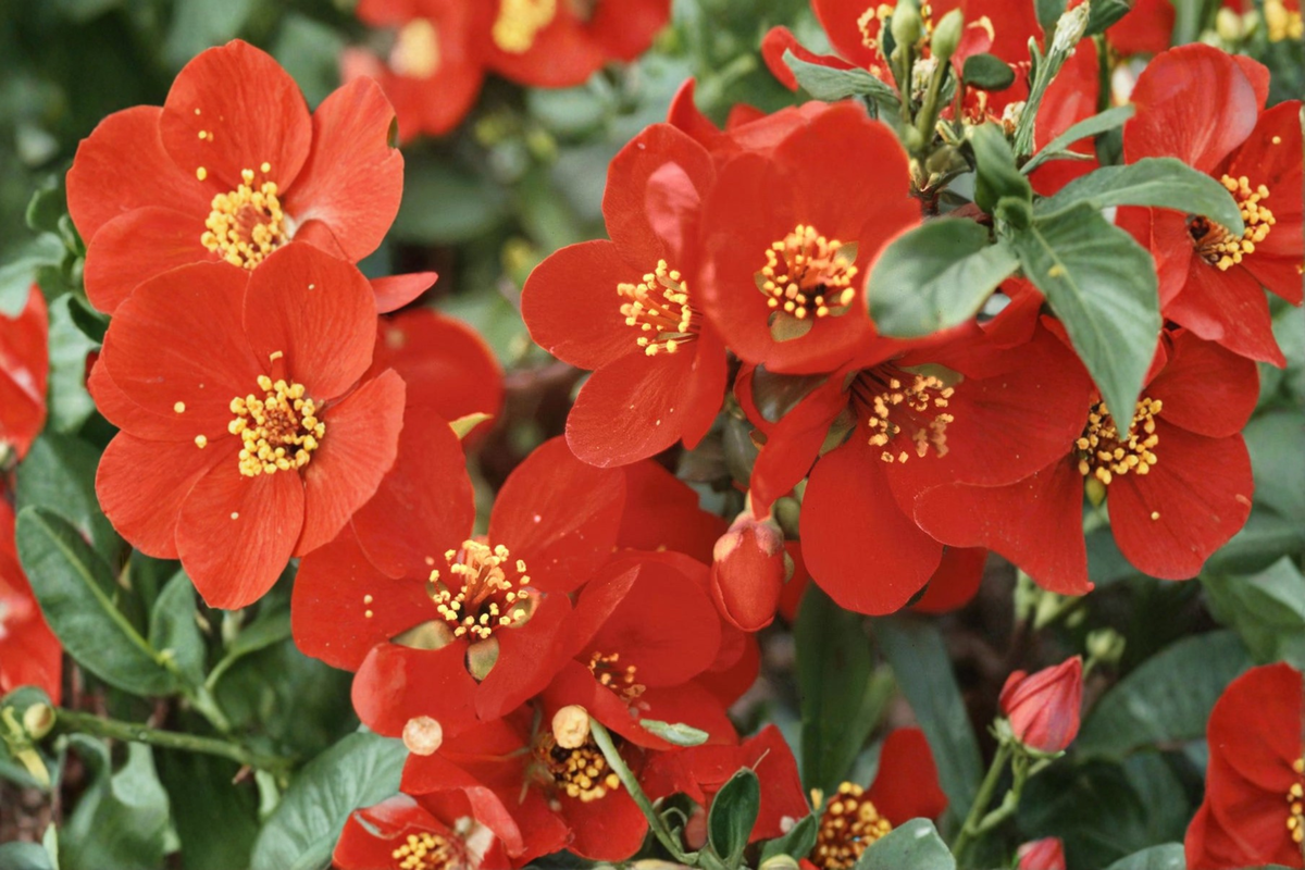 Crimson and Gold Flowering Quince Live Plant | 2-Gallon Pot | Red & Yellow Blooms | Chaenomeles × superba Shrub