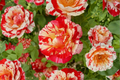 Gipsy Lantern Rose Seeds, Fragrant Flower Bush, Rosa spp., 20 Seeds for Indoor & Outdoor Garden