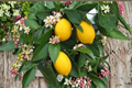 Lemon Tree Seeds Citrus limon for Indoor & Outdoor Growing, 5 Seeds, Edible Garden, Patio Citrus Plant