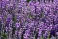 Phenomenal Lavender Live Starter Plant – Plug Size – Fragrant Purple Flowers – Lavandula × intermedia 'Phenomenal'