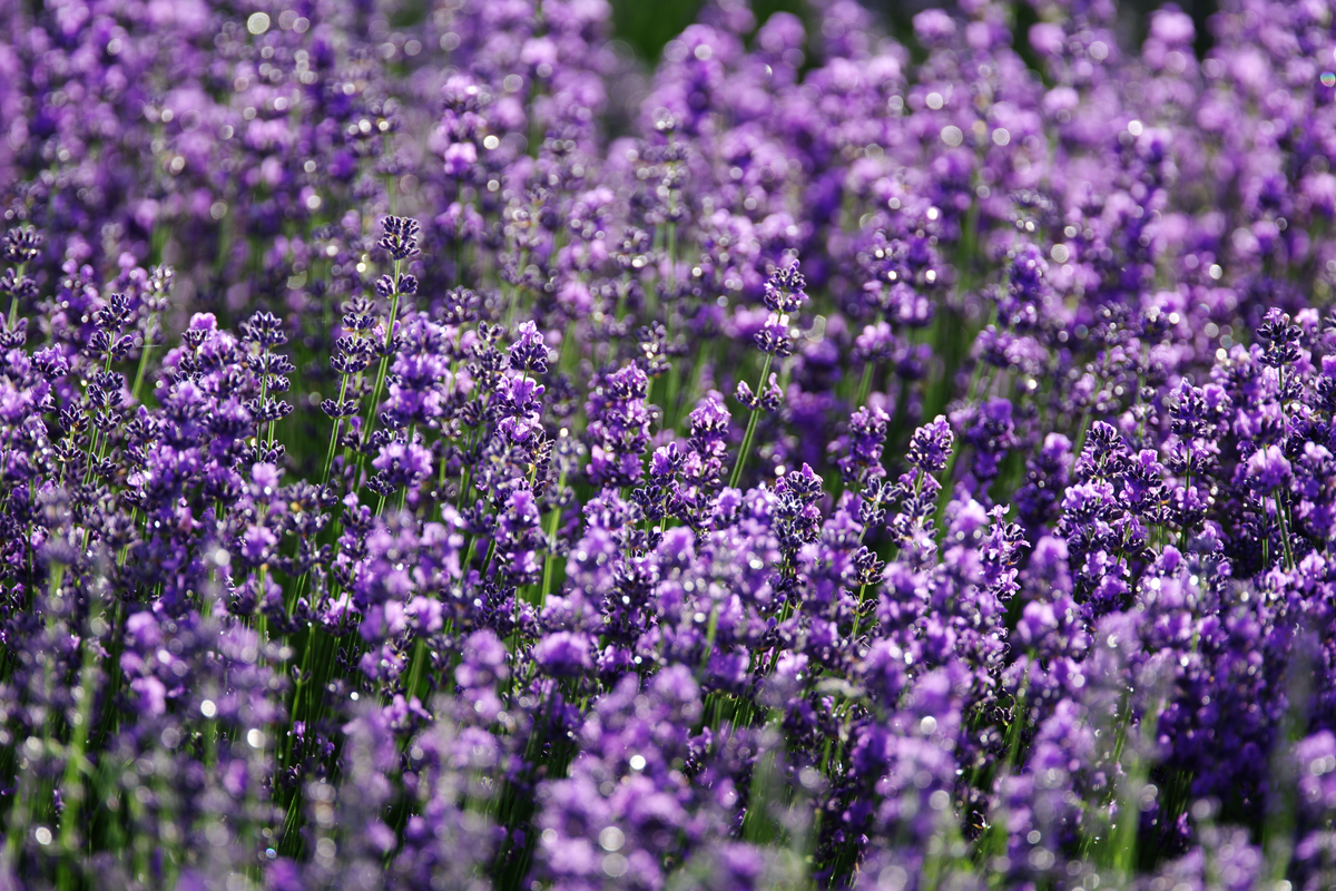 Phenomenal Lavender Live Starter Plant – Plug Size – Fragrant Purple Flowers – Lavandula × intermedia 'Phenomenal'