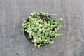 Variegated String of Pearls Succulent Plant – Trailing Houseplant in 2-Inch Pot, Green & Cream Variegation, Indoor/Outdoor Hanging Plant