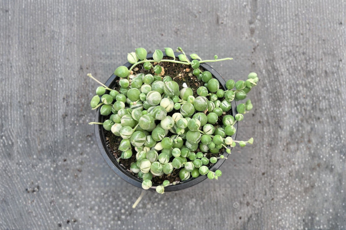 Variegated String of Pearls Succulent Plant – Trailing Houseplant in 2-Inch Pot, Green & Cream Variegation, Indoor/Outdoor Hanging Plant