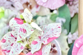 Syngonium Milk Confetti Live Plant – Rare Arrowhead Tropical Houseplant in 2-Inch Pot, Variegated Pink Green Foliage