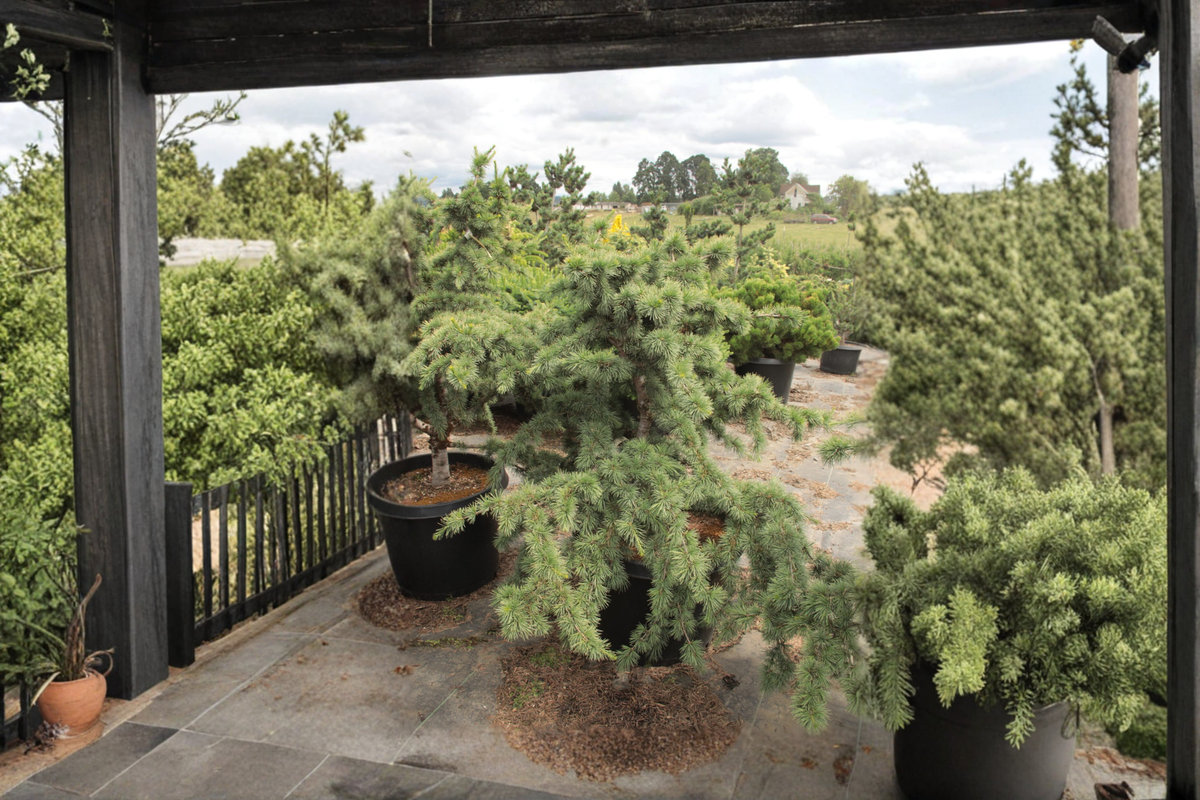 Atlas Cedar ‘Liliput’ Dwarf Evergreen Conifer – 1 Gallon Cedrus atlantica Live Plant for Rock Gardens & Containers