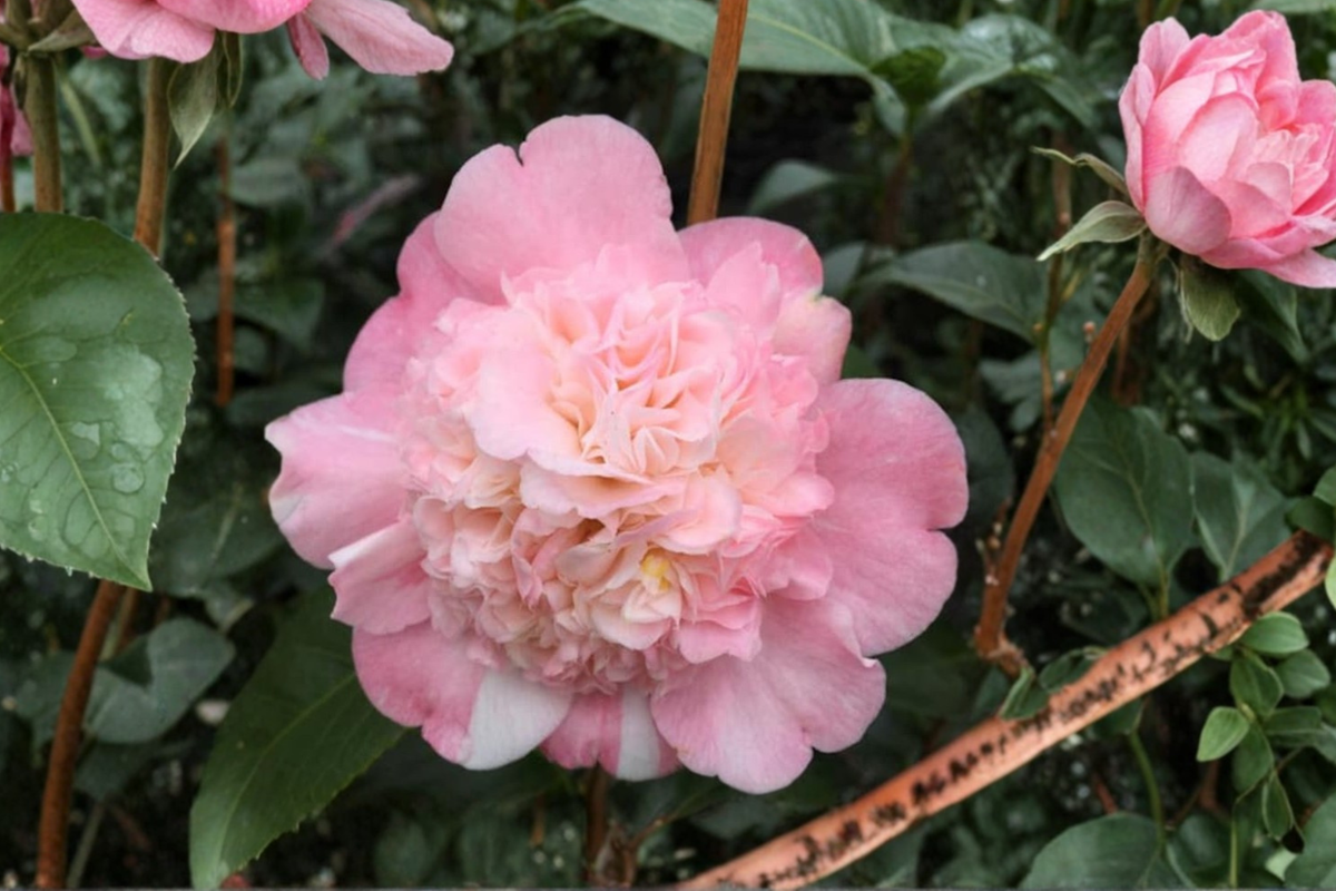 Look Again Camellia 3 Gallon Live Plant – Pink Variegated Flowers, Evergreen Shrub, Camellia japonica for Shade Garden
