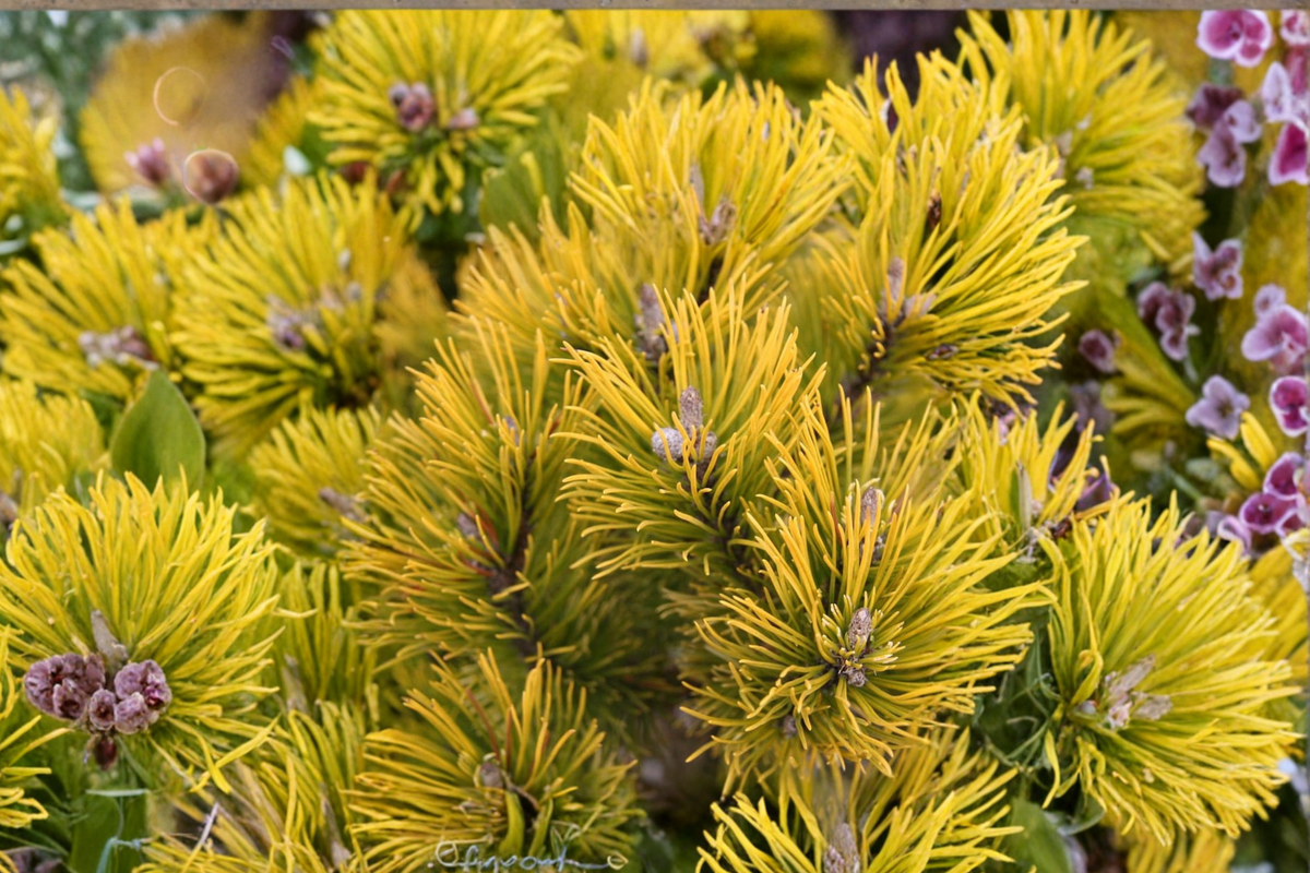 Mugo Pine ‘Carsten’s Wintergold’ Live Plant – 10-Inch Golden Evergreen Shrub in 1 Gallon Pot for Outdoor Garden Landscaping